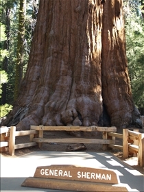 Sequoia NP